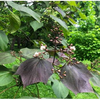 CATALPA KATALPA PURPUROWA na pniu kulista szczepiona - sadzonki 110 / 130 cm